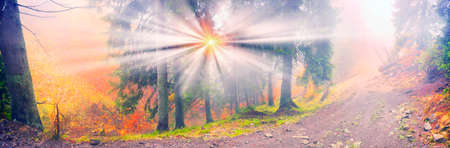 Delicate beautiful colors of autumn on a background of wild forests of the Ukrainian Carpathians, artistic haze and the sun's rays shining among the trunks thick carpet of leaves falling on the groundの写真素材