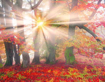 Early morning in the forest after a heavy storm and rain. Forest fog lights, gold and silver rays of the sun illuminate the ancient trunks of beeches and fir trees, beautiful scenic fall colorsの写真素材