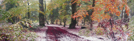 Autumn in Transcarpathia Carpathians alpine forest after a snowfall - is a magical combination of colors, frost, frost and drawing branches. Ukrainian Mountain West Ukraine is famous for its wildlifeの写真素材