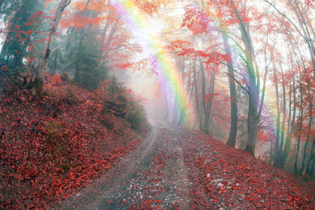 Early morning in the forest after a heavy storm and rain. Forest fog lights, gold and silver rays of the sun illuminate the ancient trunks of beeches and fir trees, beautiful scenic fall colorsの写真素材