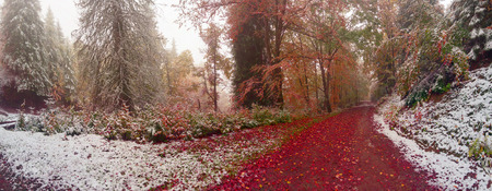 Autumn in Transcarpathia Carpathians alpine forest after a snowfall - is a magical combination of colors, frost, frost and drawing branches. Ukrainian Mountain West Ukraine is famous for its wildlifeの写真素材