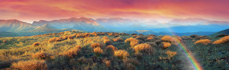 In the highlands of Ukrainian Carpathians growing beautiful grass in background the highest peaks Svidovets, autumn sun illuminates its golden rays of the early morning and in the evening at sunsetの写真素材