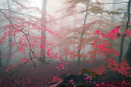 Early morning in the forest after a heavy storm and rain. Forest fog lights, gold and silver rays of the sun illuminate the ancient trunks of beeches and fir trees, beautiful scenic fall colorsの写真素材