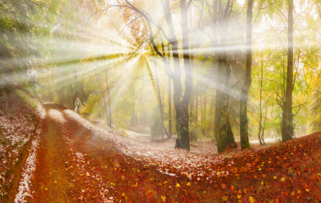 Autumn in Transcarpathia Carpathians alpine forest after a snowfall - is a magical combination of colors, frost, frost and drawing branches. Ukrainian Mountain West Ukraine is famous for its wildlifeの写真素材