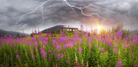 In summer, in July, in the Carpathians of Montenegro under the beautiful flowers bloom - willow-herb. Against the backdrop of flowering meadows is the most mountainous weather station Ukraine- Pozhezhevskayaの写真素材