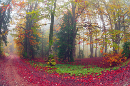 Early morning in the forest after a heavy storm and rain. Forest fog lights, gold and silver rays of the sun illuminate the ancient trunks of beeches and fir trees, beautiful scenic fall colorsの写真素材