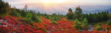 Paints fantastic fall in the Carpathian Mountains. In Gorgany, Mount Igrovets- in September leaves berries and grass shimmering rainbow colors on the background of wild peaks Osmoloda and Old Gutyの写真素材