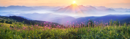 In summer, in July, in the Carpathian Mountains of Montenegro under the beautiful flowers bloom - willow-herb. On meadows above the forest after the rain mist, giving the magic charm of dawnの写真素材