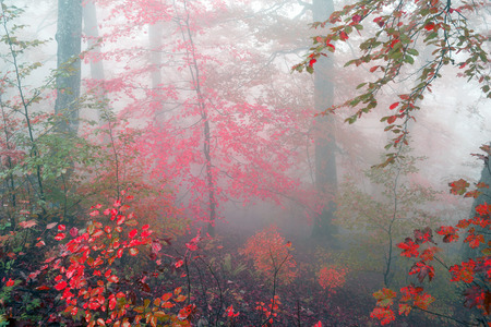 Early morning in the forest after a heavy storm and rain. Forest fog lights, gold and silver rays of the sun illuminate the ancient trunks of beeches and fir trees, beautiful scenic fall colorsの写真素材
