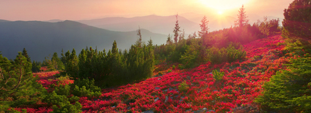 Paints fantastic fall in the Carpathian Mountains. In Gorgany, Mount Igrovets- in September leaves berries and grass shimmering rainbow colors on the background of wild peaks Osmoloda and Old Gutyの写真素材