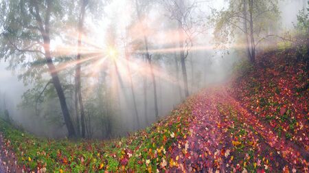Delicate beautiful colors of autumn on a background of wild forests of the Ukrainian Carpathians, artistic haze  the sun's rays, shining among the trunks, thick carpet of leaves falling on the groundの写真素材