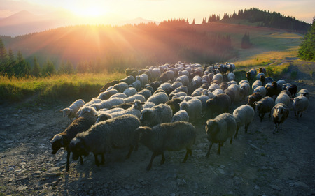 High in the mountains at sunset shepherds graze cattle among the panorama of wild forests and fields of the Carpathians. Sheep provide wool, milk and meat for agricultureの写真素材