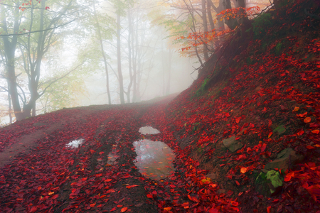 Early morning in the forest after a heavy storm and rain. Forest fog lights, gold and silver rays of the sun illuminate the ancient trunks of beeches and fir trees, beautiful scenic fall colorsの写真素材
