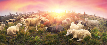 High in the mountains shepherds graze cattle among the panorama of wild forests and fields of the Carpathians. After the rain is a beautiful mist at dawn. Sheep provide wool and milk, meatの写真素材