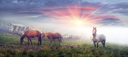 After the rain the horses grazing on the background of a sheep pen for wild fields Hutsul Carpathian Ukraine. The dense cold fog lit up before dawn. In the paddock of sheep milk.の写真素材