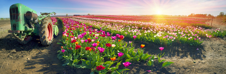 Chernivtsi region of Ukraine near the mountains farmer grows beautiful tulips Dutch European varieties. Organic farming on the background of modern technology the beauty of nature in springの写真素材