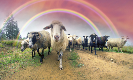 High in the mountains shepherds graze cattle among the panorama of wild forests and fields of the Carpathians. After the rain is a beautiful mist at dawn. Sheep provide wool and milk, meatの写真素材