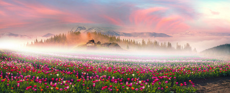 Fantastically spring landscape of snowy mountains Alpine mountains in fog, beautiful tulips on the background of the misty peaks. farmer cultivates environmentally friendly plants in Europeの写真素材