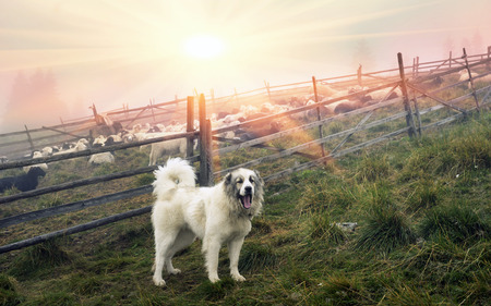 High in the mountains shepherds graze cattle among the panorama of wild forests and fields of the...