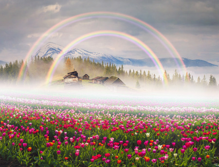 Fantastically spring landscape of snowy mountains Alpine mountains in fog, beautiful tulips on the background of the misty peaks. farmer cultivates environmentally friendly plants in Europeの写真素材