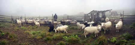 Ukraine, Vorohta- July 28, 2015: High in the mountains of the shepherds of the Carpathians - Hutsuls milk sheep. Special paddock with shelter for people. Milked only men behind the fence - the horses.のeditorial素材