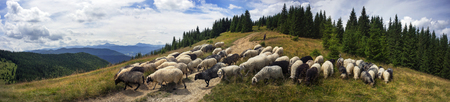 Ukraine, Vorohta- July 27, 2015: High in the mountains at sunset shepherds graze cattle among the panorama of wild forests and fields of the Carpathians. Sheep provide wool, milk and meat for agricultureのeditorial素材