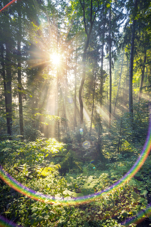 Foggy morning mist filled the grove alpine trees in the wild forests of the Ukrainian Carpathians. Golden sunrise rays on the beautiful background of wet pine needles, moss, mountain trailsの写真素材