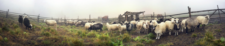 Ukraine, Vorohta- July 28, 2015: High in the mountains of the shepherds of the Carpathians - Hutsuls milk sheep. Special paddock with shelter for people. Milked only men behind the fence - the horses.のeditorial素材