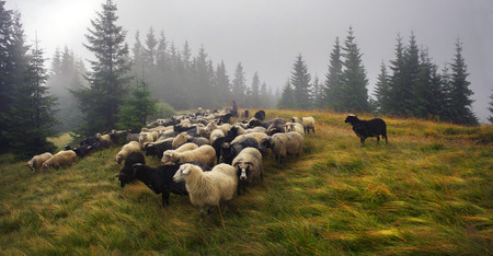 Ukraine, Vorohta- July 28, 2015: High in the mountains shepherds graze cattle among the panorama of wild forests and fields of the Carpathians. After the rain is a beautiful mist at dawn. Sheep provide wool and milk, meatのeditorial素材
