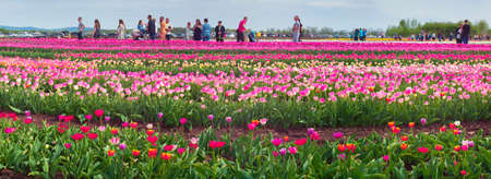 Ukraine, Chernivtsi - April 17, 2016: Tourists and vacationers gather on weekends to admire the background of beautiful Dutch tulips. Grow Ukrainian farmers with modern organic technologiesのeditorial素材