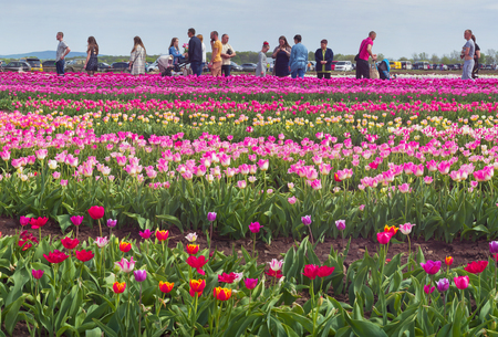 Ukraine, Chernivtsi - April 17, 2016: Tourists and vacationers gather on weekends to admire the background of beautiful Dutch tulips. Grow Ukrainian farmers with modern organic technologiesのeditorial素材