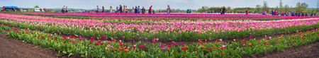 Ukraine, Chernivtsi - April 17, 2016: Tourists and vacationers gather on weekends to admire the background of beautiful Dutch tulips. Grow Ukrainian farmers with modern organic technologiesのeditorial素材