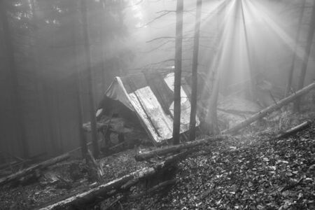 Scenic autumn beautiful ancient beech forest Carpathian painted in yellow and red colors. 
In summer, many travelers come from Ukraine and Europe - hippies and tourists Shipot or Shipitの写真素材