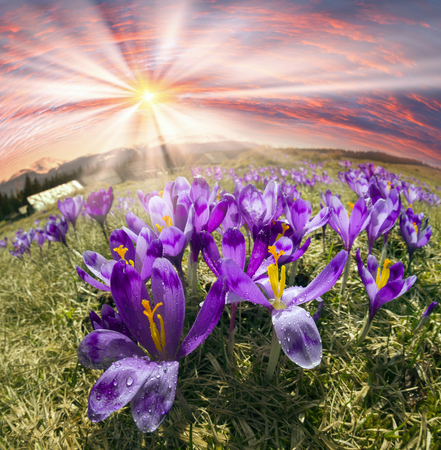 Once come snow- magic grow gentle crocus crocuses in Ukrainian Carpathians and Eastern Europe. Alpine pastures are covered magic carpet of delicate bells with a beautiful aroma wild flowersの写真素材