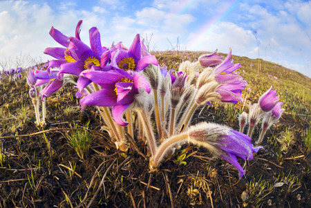 beautiful spring primroses bells sleep-grass lumbago, or Pulsatilla patens appear on a background of...