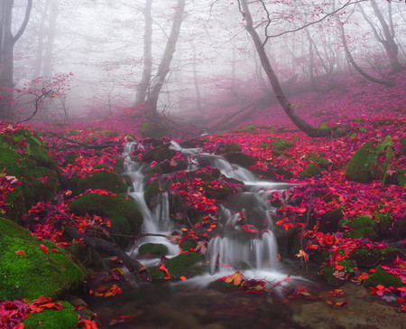 After rain beautiful beautiful ancient beech forest near the river is covered by mysterious haze. In the Ukrainian Carpathians plenty of clean water and pristine old forestsの写真素材