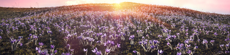 beautiful spring primroses bells sleep-grass lumbago, or Pulsatilla patens appear on a background of...