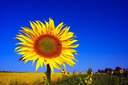 A field of sunflowers against a blue summer sky symbolizes the sun and harvest, peace and light. The seeds are traditionally mined fragrant sunflower oil for human consumptionの写真素材