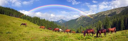 tops the Carpathian Ukraine grazing wild horses of the season in the spring of recovering on alpine pastures in autumn take. The summer they spend without protection on the looseの写真素材