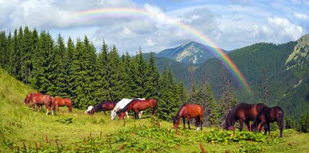 tops the Carpathian Ukraine grazing wild horses of the season in the spring of recovering on alpine pastures in autumn take. The summer they spend without protection on the looseの写真素材