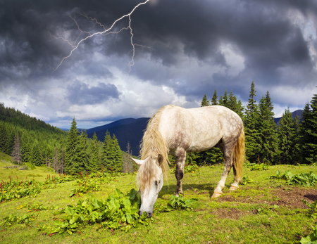 tops the Carpathian Ukraine grazing wild horses of the season in the spring of recovering on alpine pastures in autumn take. The summer they spend without protection on the looseの写真素材