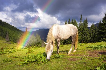 tops the Carpathian Ukraine grazing wild horses of the season in the spring of recovering on alpine pastures in autumn take. The summer they spend without protection on the looseの写真素材