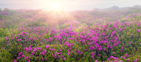 Alpine meadows in the spring, in May Chornogory decorated with bright beautiful mountain rododendronov- colors- pink, scarlet, roses and purple, rising above the forest among the rocks, moss and creeping shrubsの写真素材