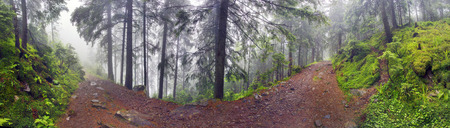 Panoramic landscape of an autumn fir forest in the rain at dawn. Deserted footpath goes into the misty distance, dew hanging on every twig and grass, melancholy and serenity in the airの写真素材