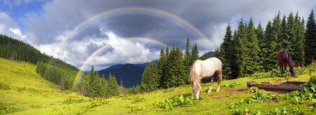 tops the Carpathian Ukraine grazing wild horses of the season in the spring of recovering on alpine pastures in autumn take. The summer they spend without protection on the looseの写真素材