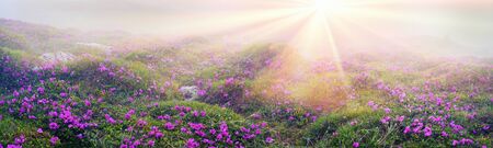 Alpine meadows in the spring, in May Chornogory decorated with bright beautiful mountain rododendronov- colors- pink, scarlet, roses and purple, rising above the forest among the rocks, moss and creeping shrubsの写真素材