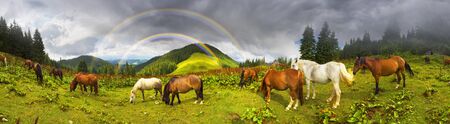 tops the Carpathian Ukraine grazing wild horses of the season in the spring of recovering on alpine pastures in autumn take. The summer they spend without protection on the looseの写真素材