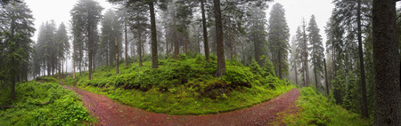 Panoramic landscape of an autumn fir forest in the rain at dawn. Deserted footpath goes into the misty distance, dew hanging on every twig and grass, melancholy and serenity in the airの写真素材
