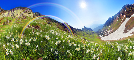 High in the mountains of the Alps Marmarosh grow rare wild daffodils, when the snow melts and becomes teplee- in June. Near a lot of stones, moss, and at the same time blooming rhododendronsの写真素材