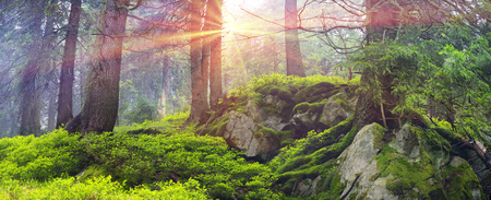 Wild pine trees at dawn during sunrise in a beautiful alpine forest wild Carpathian Ukraine after the rain. High humidity in the foggy haze, a lot of moss and lichen the stones and rocks, no peopleの写真素材